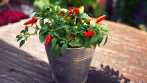 Pepper plant in a pot outside on a patio