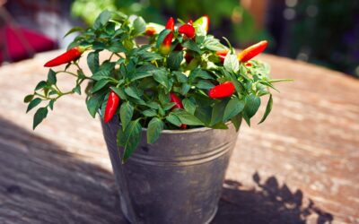How to Grow Peppers and Chillies in Pots (Complete Container Growing Guide)