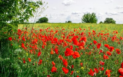June Reflections: Living Seasonally in Early Summer