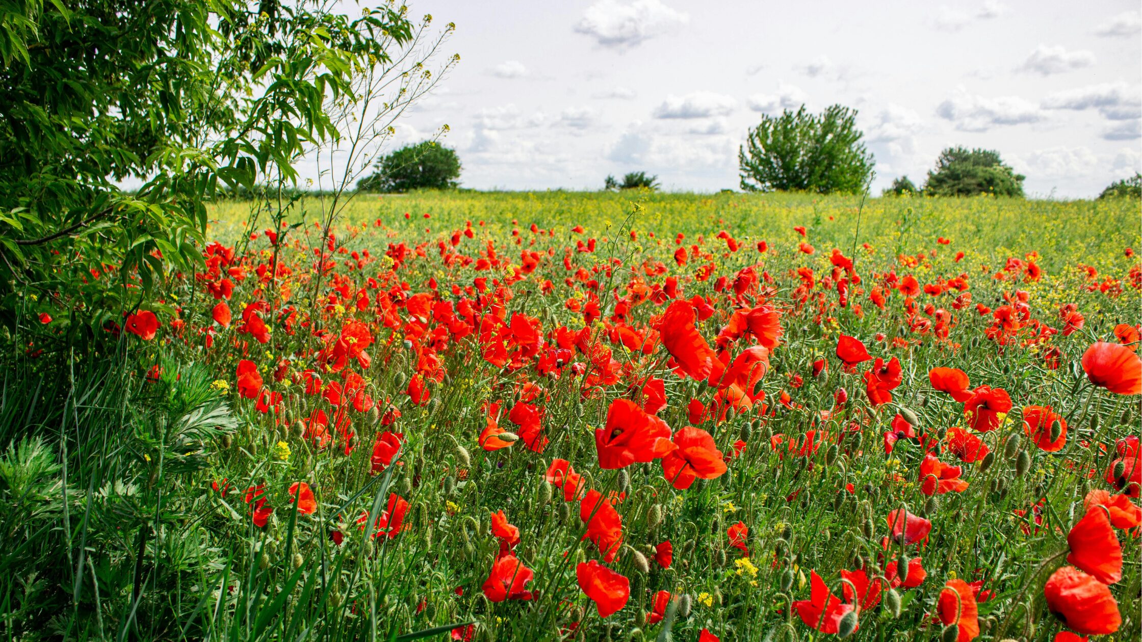 1 Poppy flower field in June