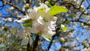 apple blossoms in spring