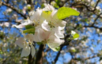 May Reflections: Growth Without Overwhelm