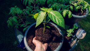 Pepper about to be planted in a pot