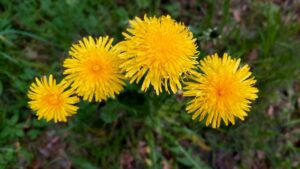 dandelions in full bloom