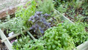 Herbs in the garden