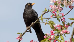 blackbird on blooming tree in spring