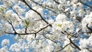 pear tree blooming in May