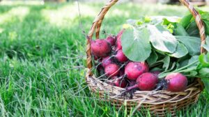freshly harvested radishes in a basket on a lawn