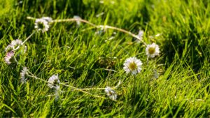 daisy-chain on the lawn
