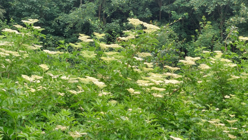 elderberry bushes in full bloom