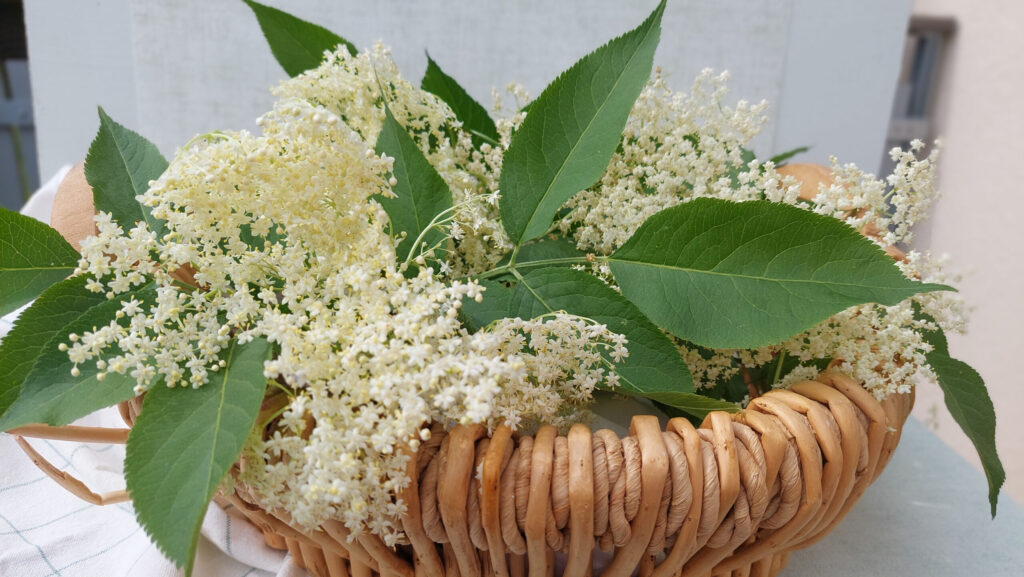 Basket full of freshly harvested elderflowers