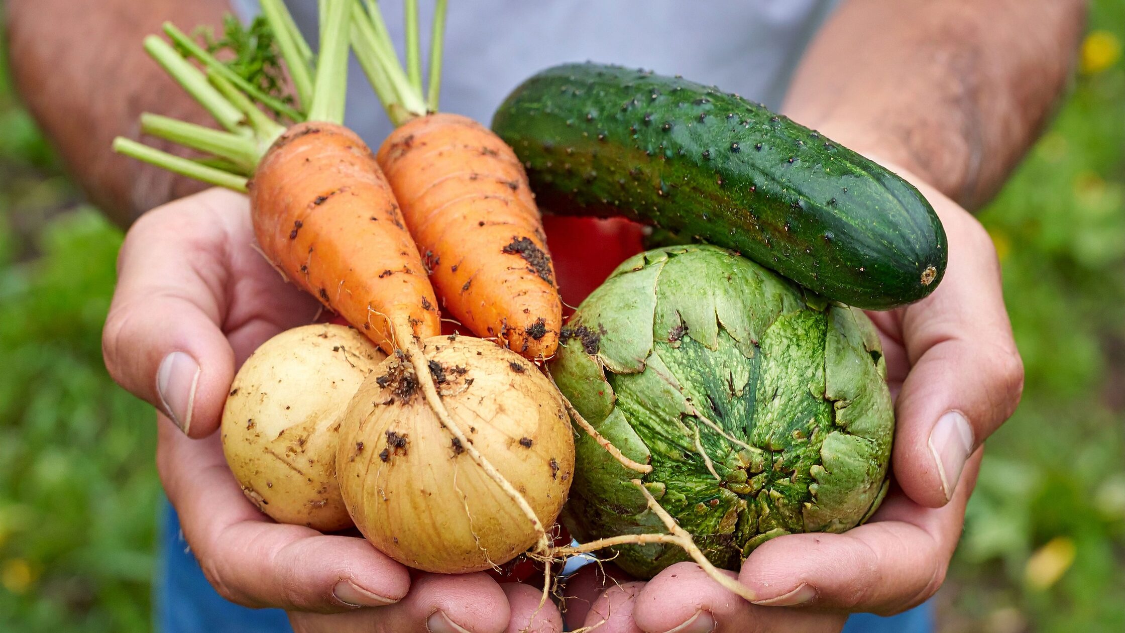 Harvest July Hand holding freshly harvested onions, artichockes, cucumber and carrots