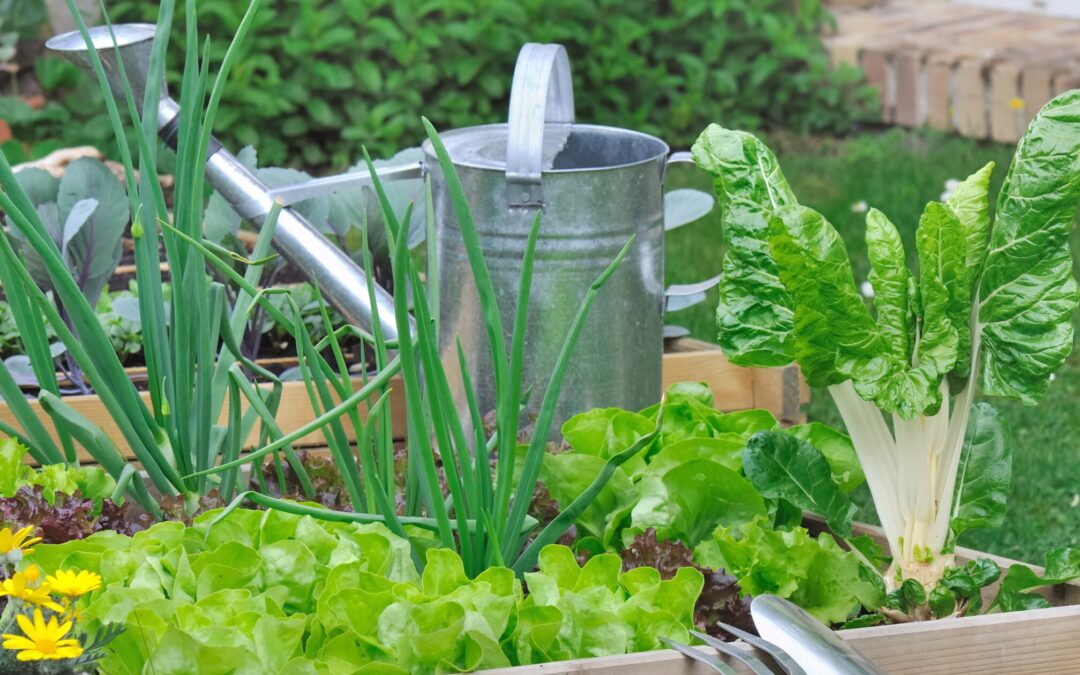 What to sow and plant in July