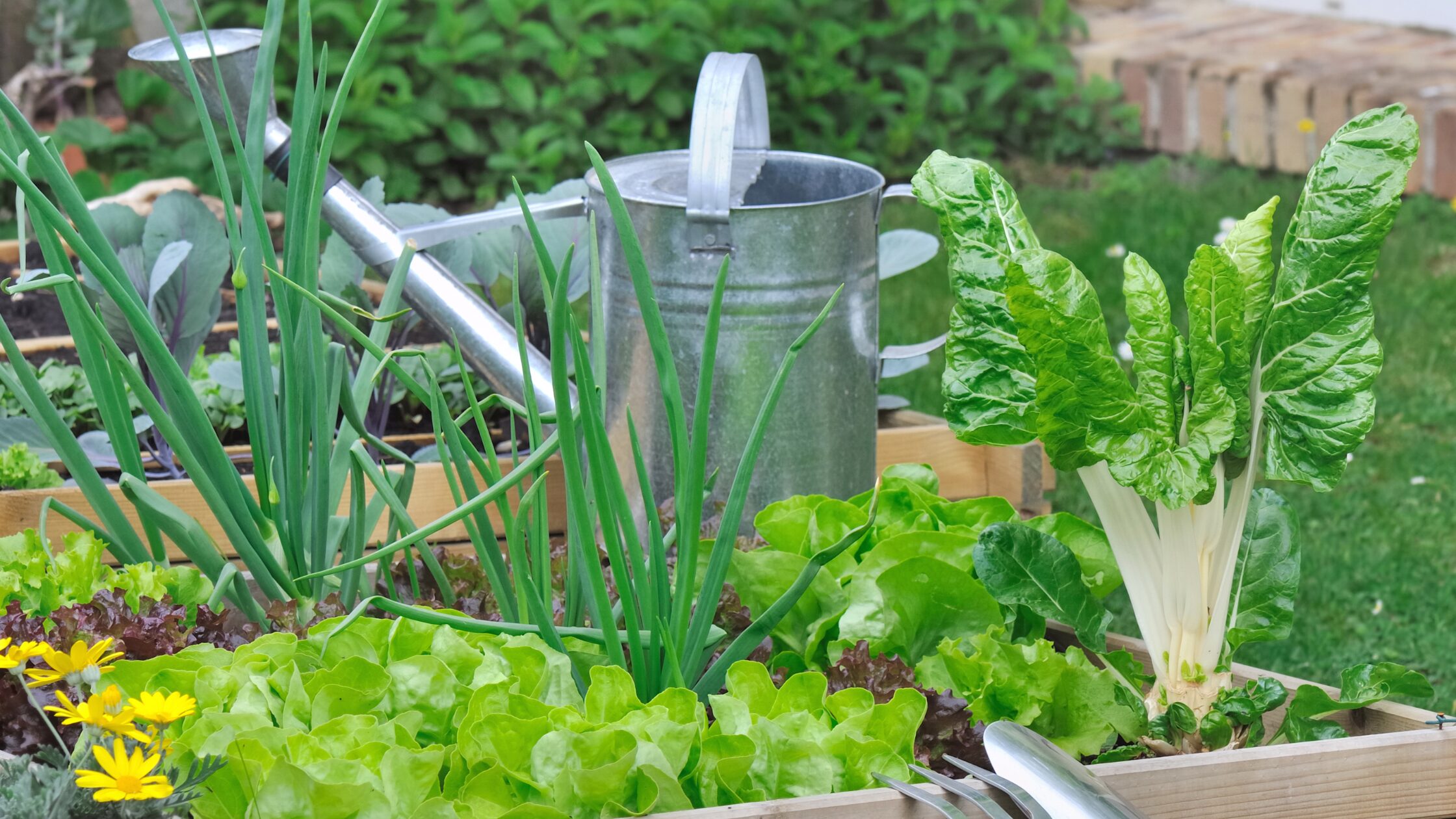 Sow and plant in July