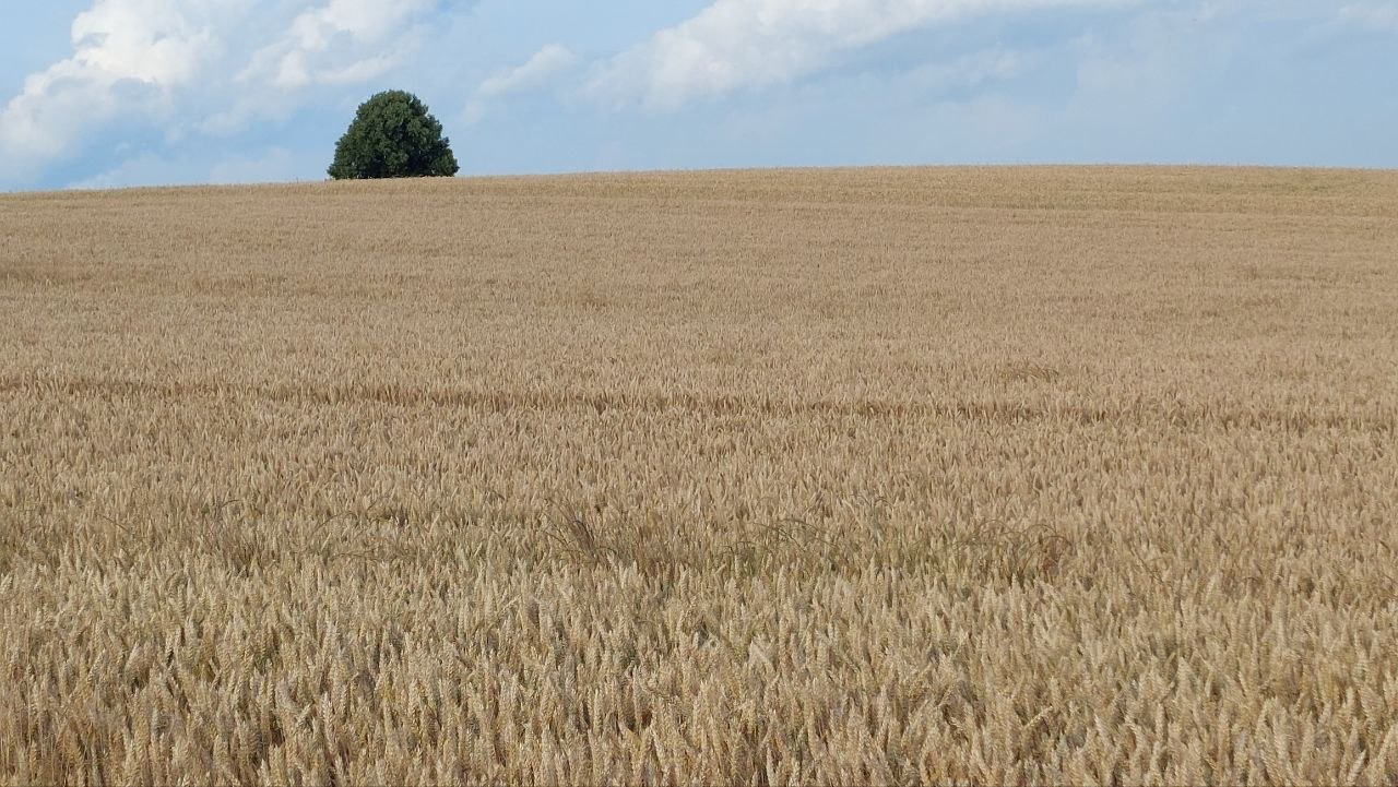 tree in July wheat field, solitary tree in the background