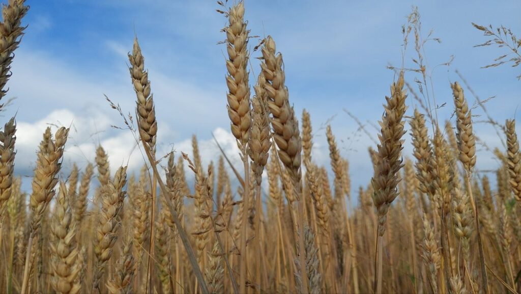 wheat ears against a dark sky