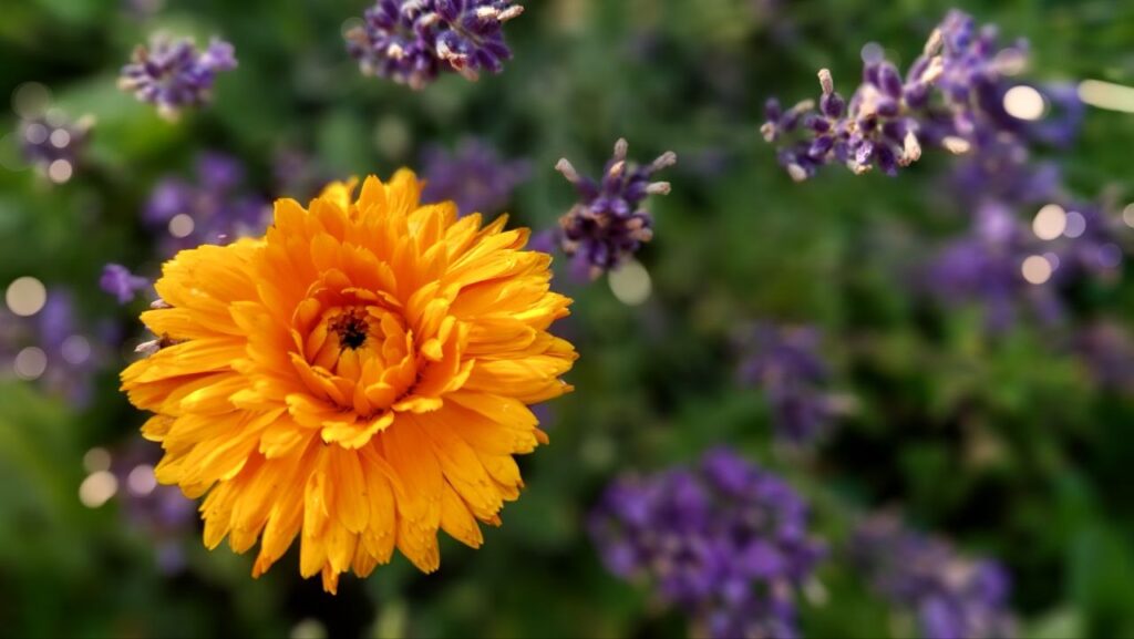 calendula flower amidst lavender stems