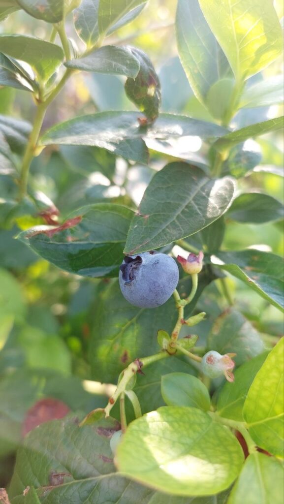 solitary blueberry on the shrub