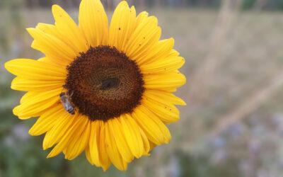 August Reflections: Savouring Late Summer