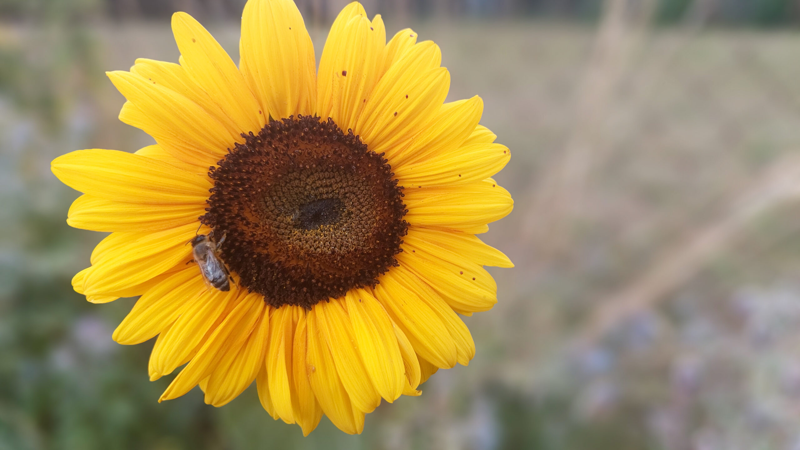 sunflower sunflower in full bloom