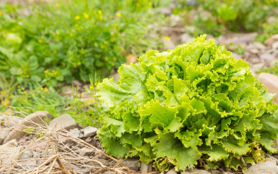 What To Sow and Plant in August