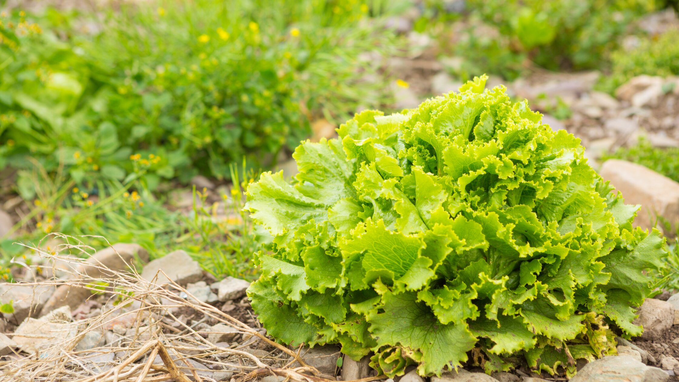 Autumn lettuce variety in patch