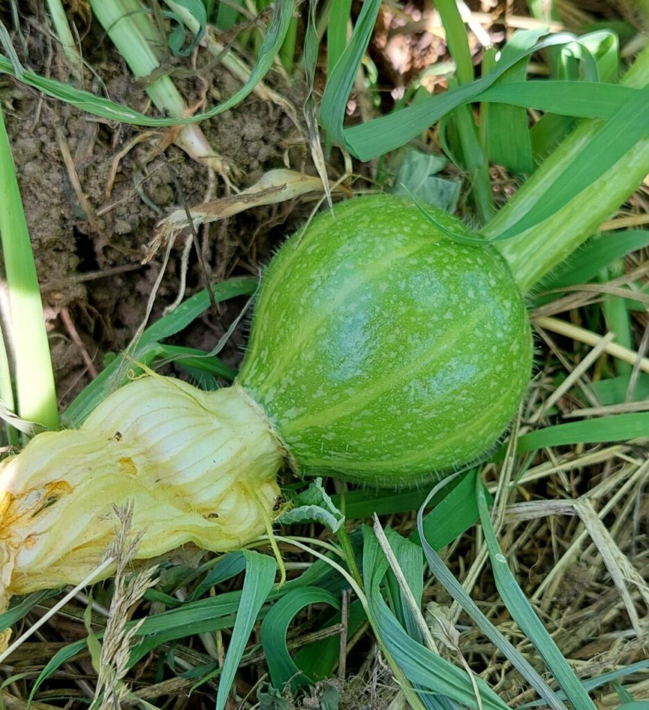 small pumpkin fruit with flower still attached