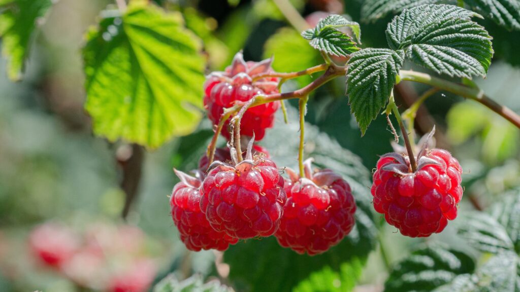 Raspberries on the bush