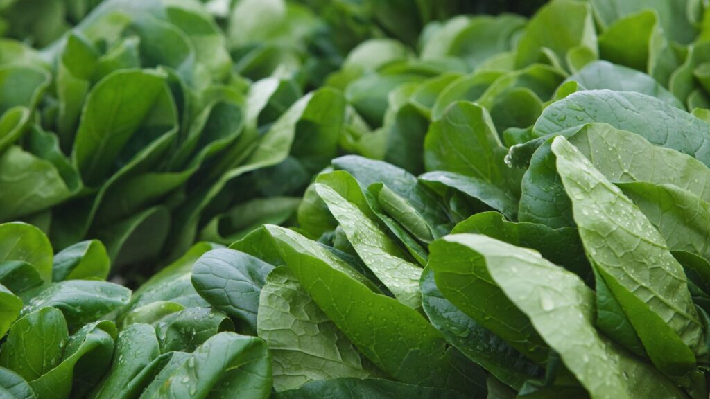 Spinach plants in the vegetable garden