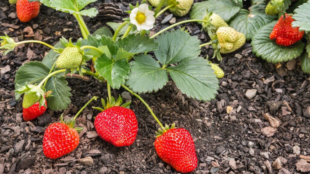 Strawberry plant with berries