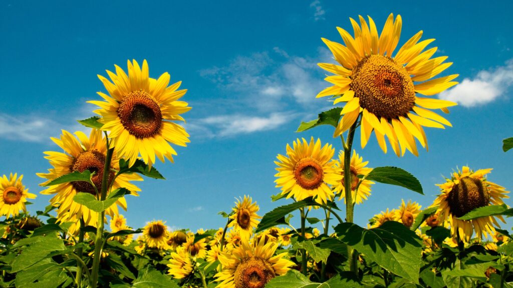 Sunflowers