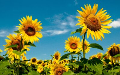 August Reflections: Savouring Late Summer