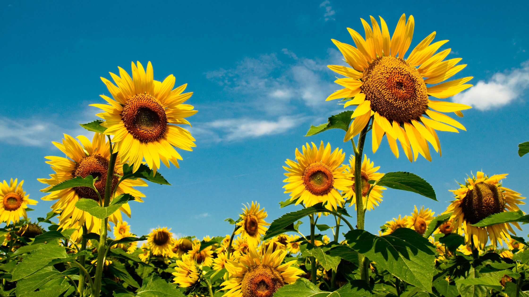 Sunflowers