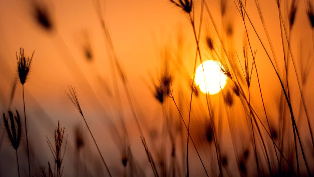 Single grass stems in the foreground, sunset with orange sky in the back