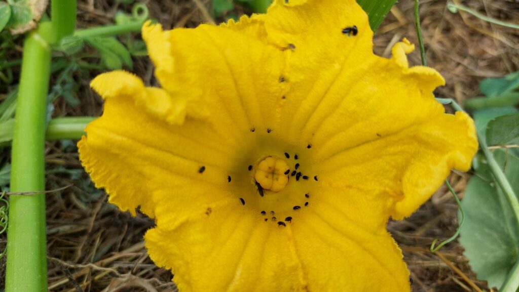 female pumpkin flower