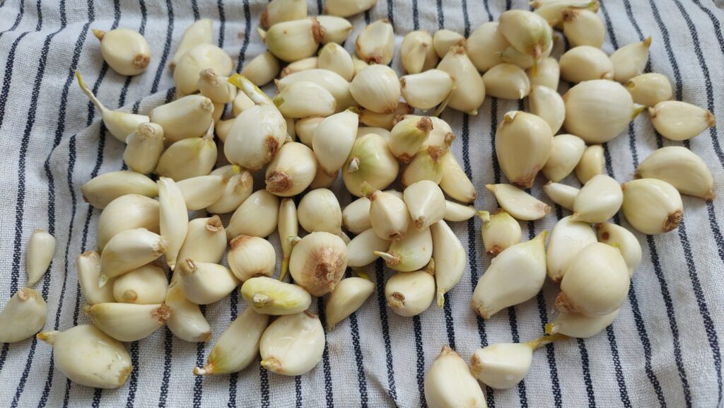 Peeled garlic cloves on a dishcloth