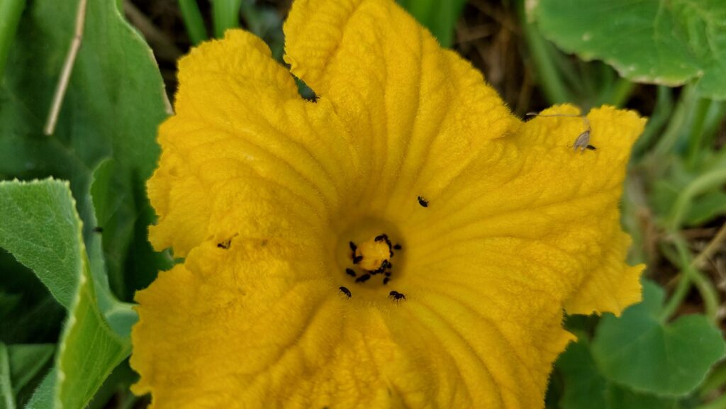 male pumpkin flower