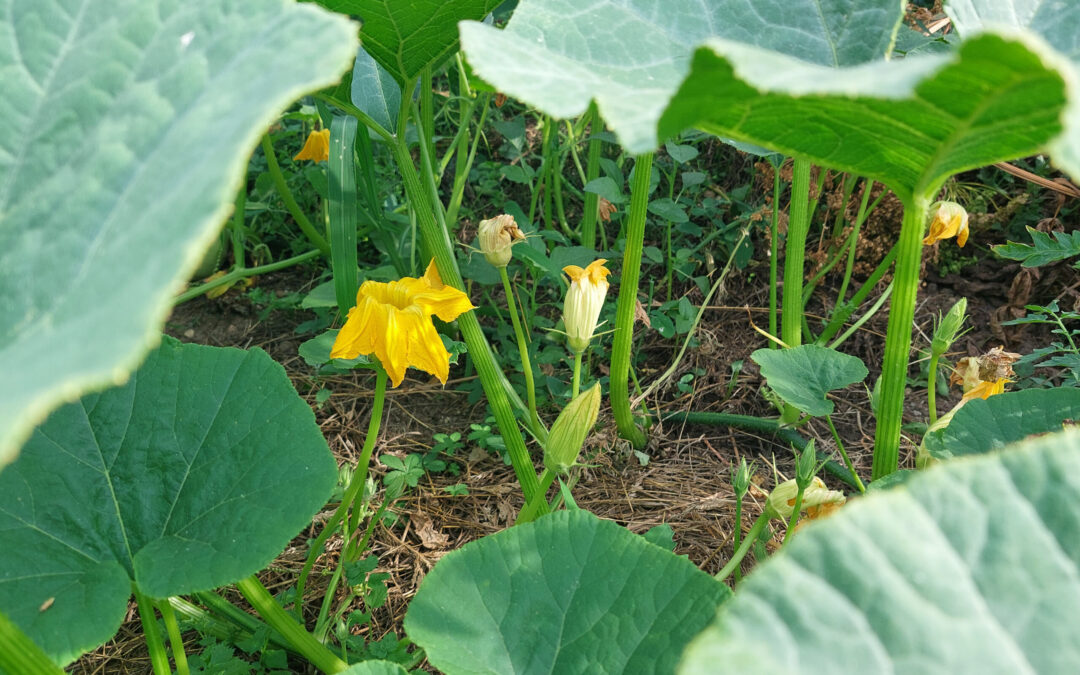 Why Does My Pumpkin Only Have Male Flowers?