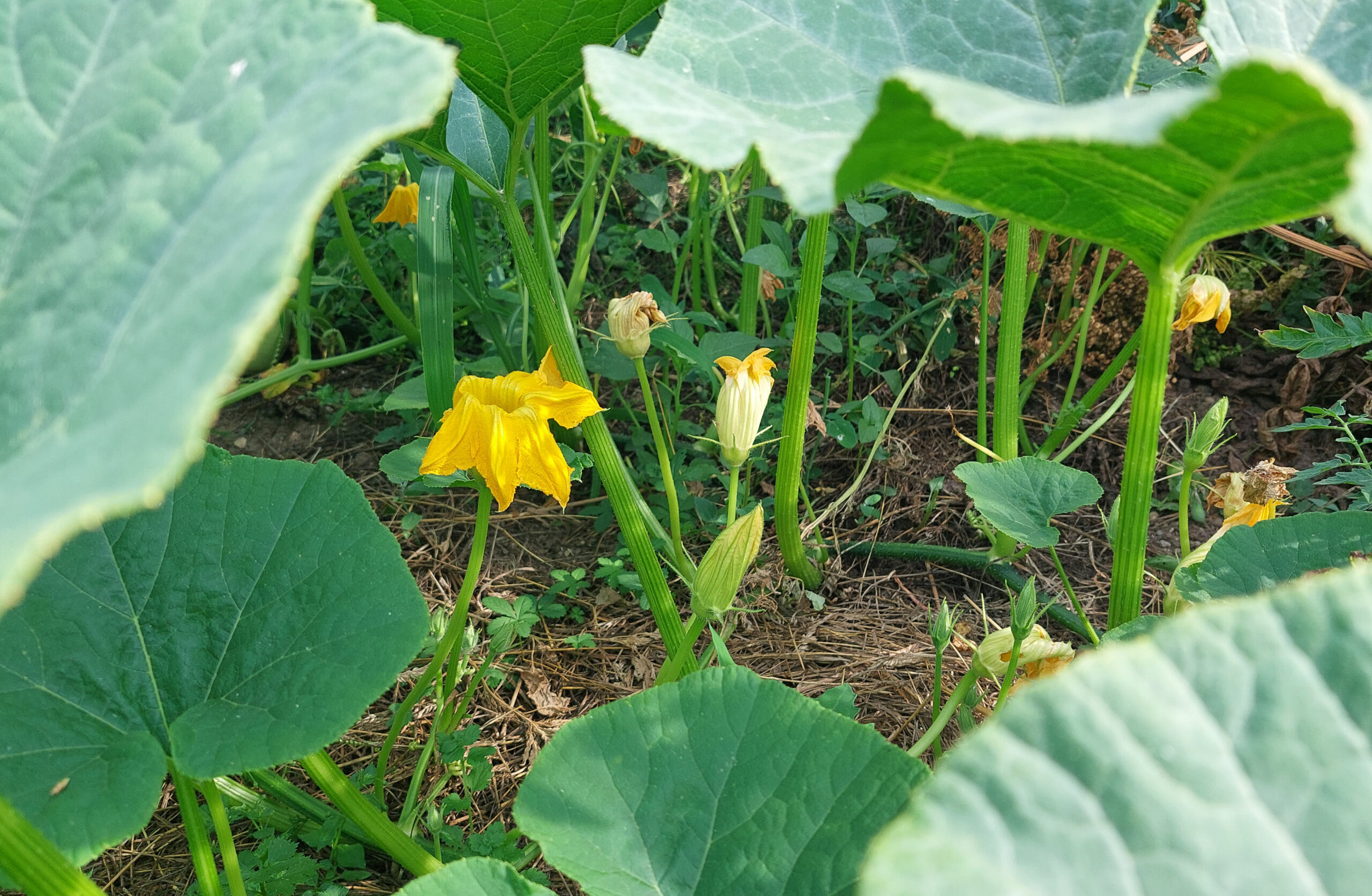 male pumpkin flowers on the plant, shadowed by leaves
