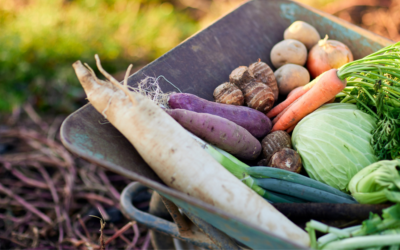 September Garden Tasks: What to Sow, Harvest and Do This Month