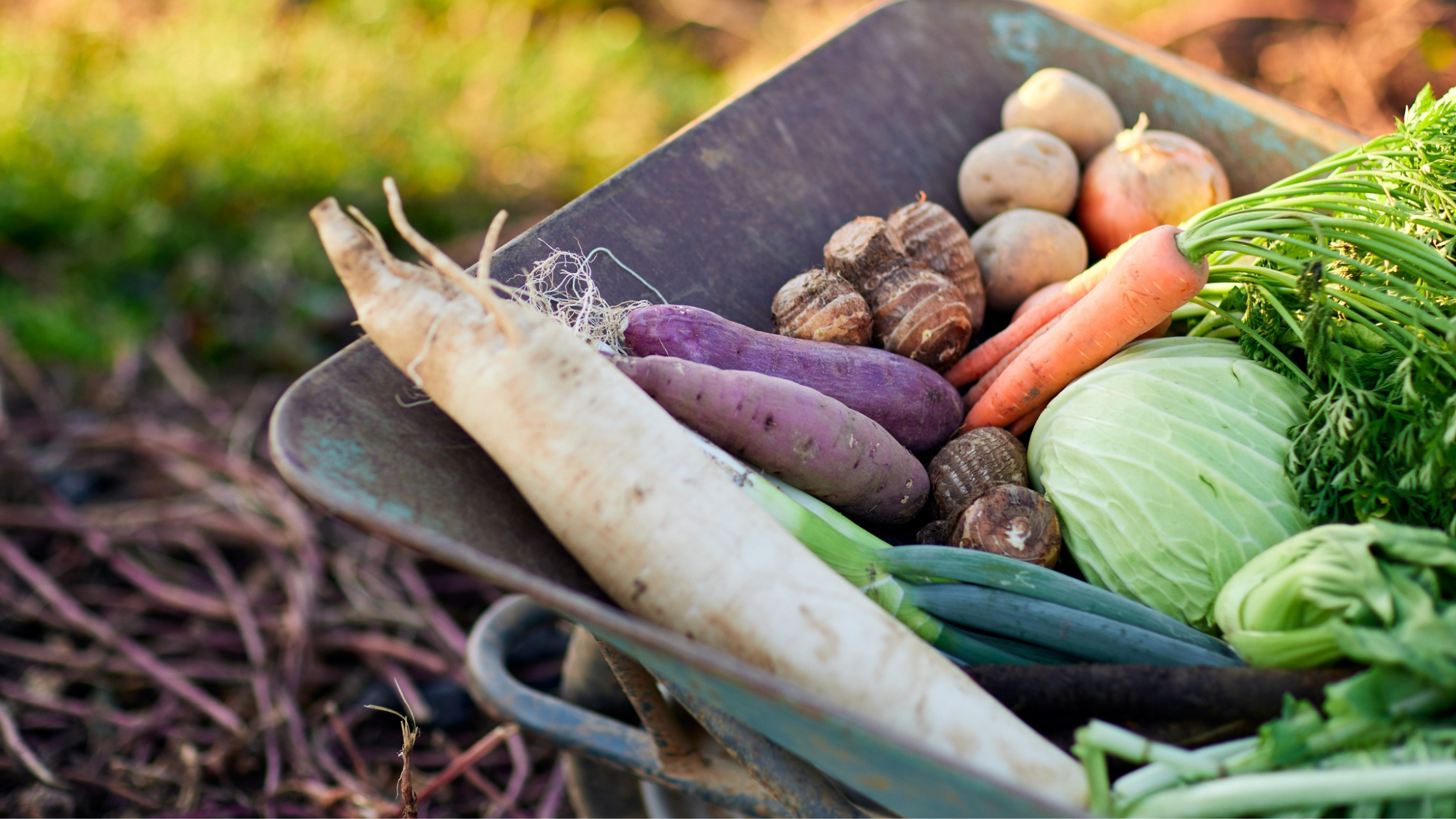 Wheelbarrow with freshly harvested potatoes, cabbage, carrots, radish and leek