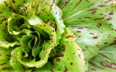 What To Sow in September: Vegetables for Autumn & Winter