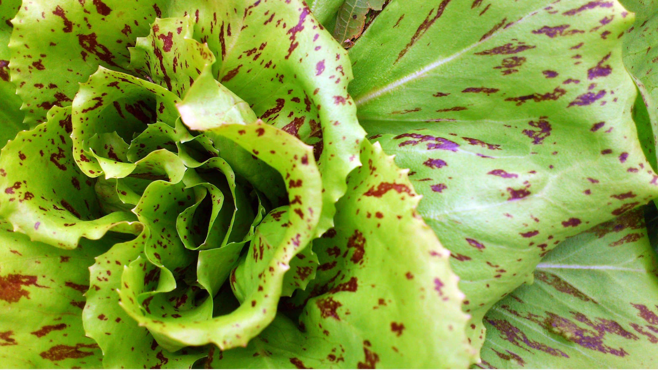 Radicchio variety with speckled leafes