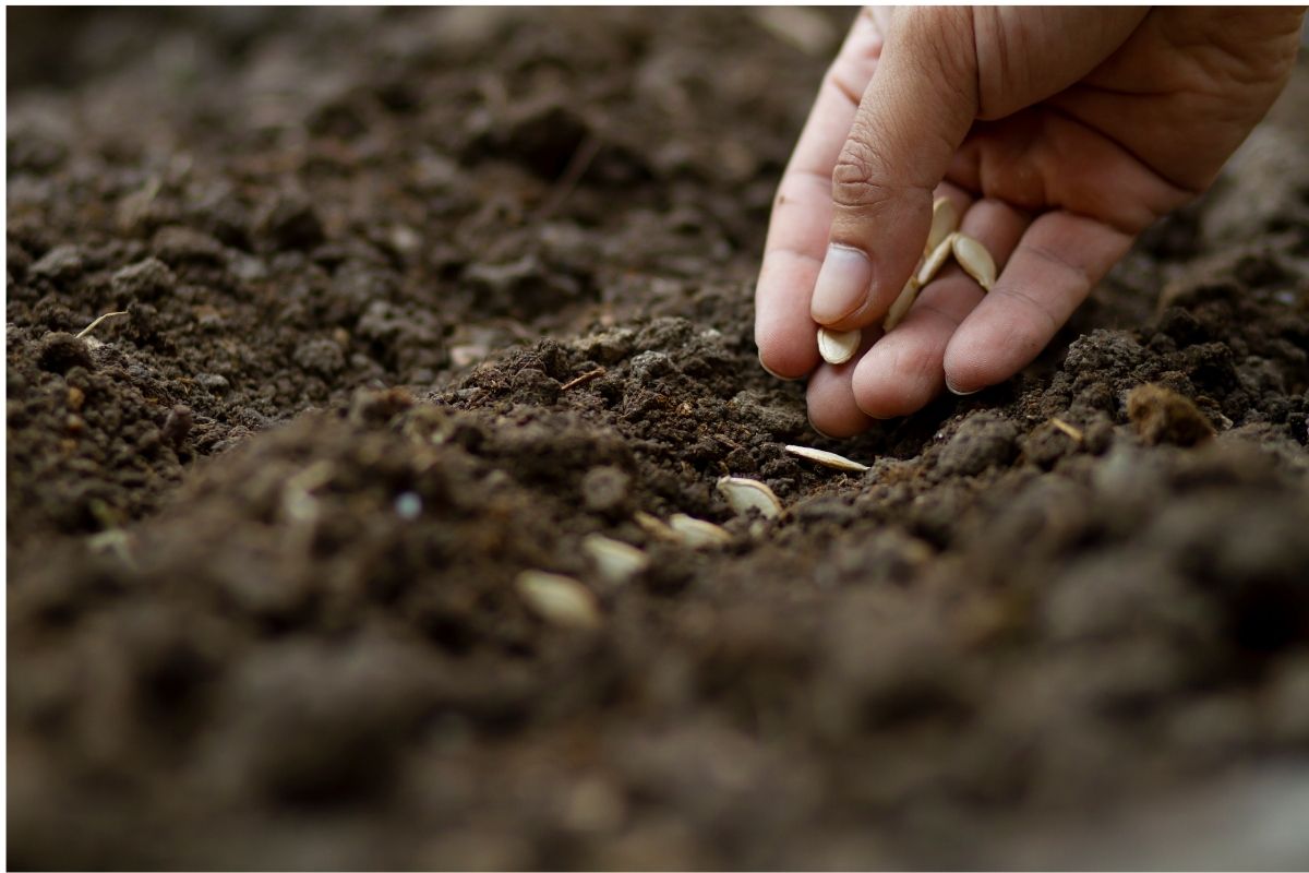 sowing Sowing seeds in a row into the soil