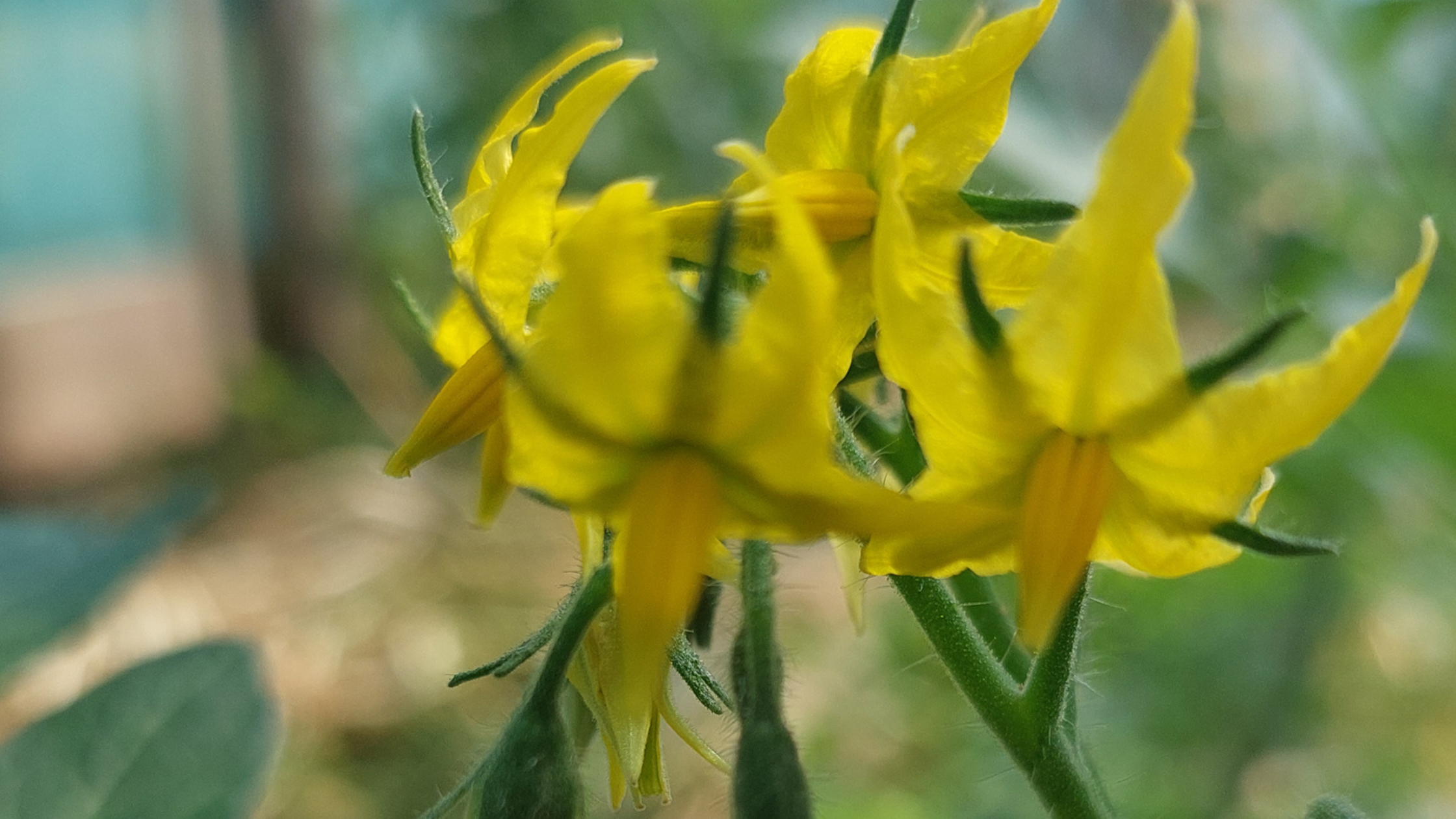 Tomato flowers