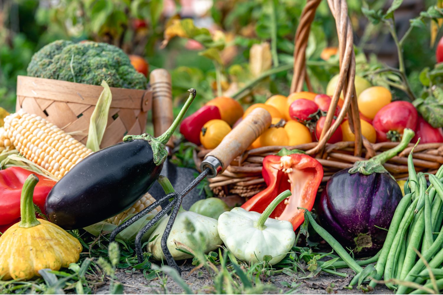 Harvest basked with tomatoes, broccoli, corn, eggplants, peppers and pumpkins