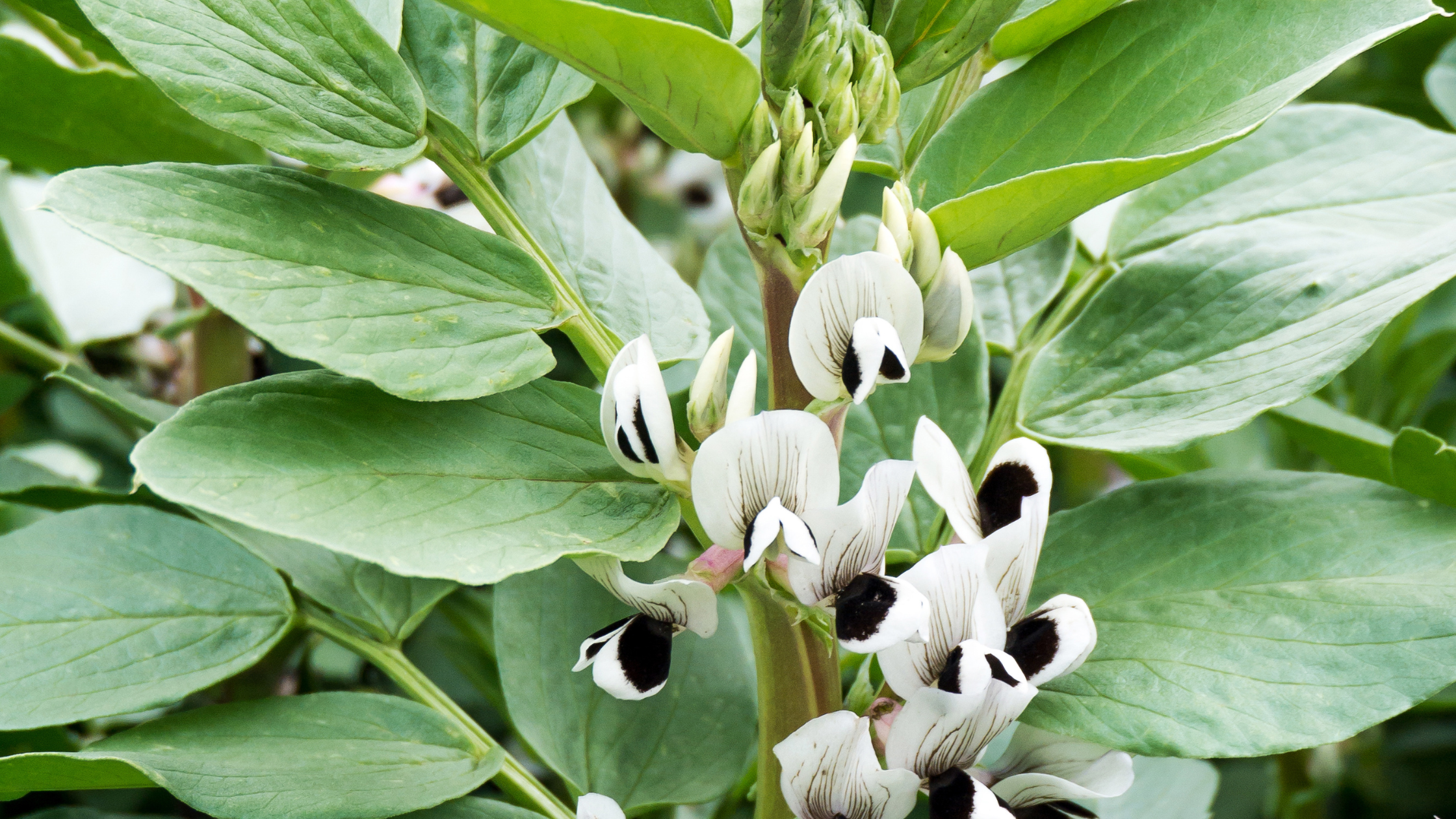 Broad beans
