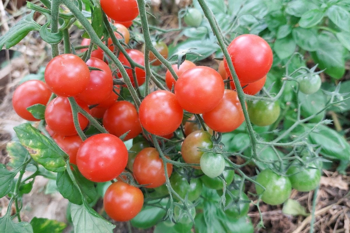 Tomatoes Ripe tomatoes on a plant