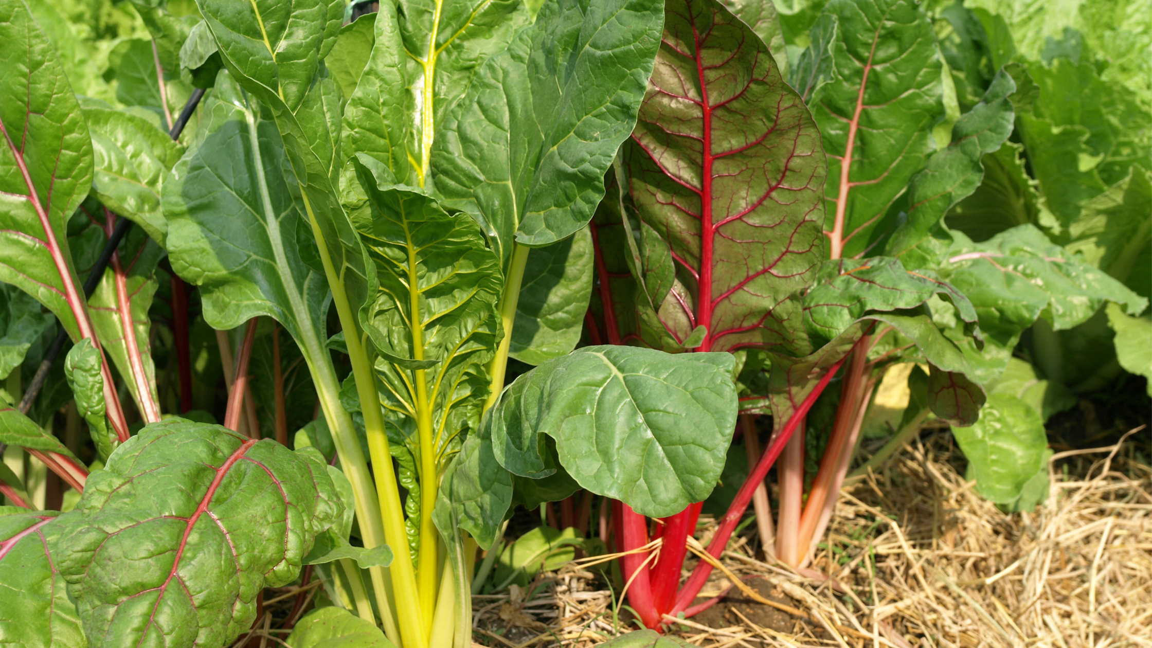 Yellow and red Swiss chard in the vegetable garden