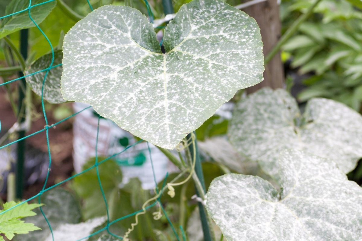 Powdery mildew Cucumber leaf with powdery mildew